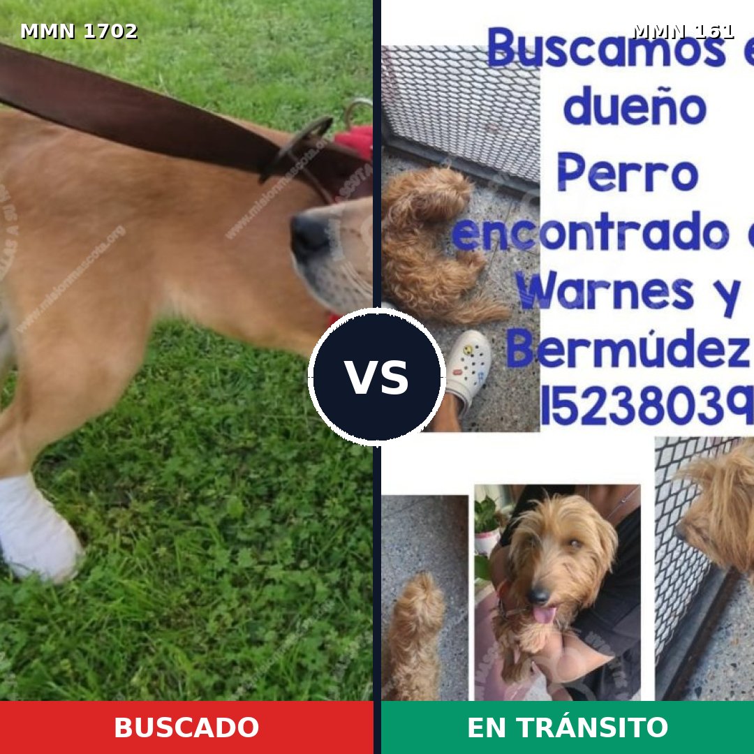 Comparativa MMS 37282: mascota perdida y mascota encontrada, 72% de similitud