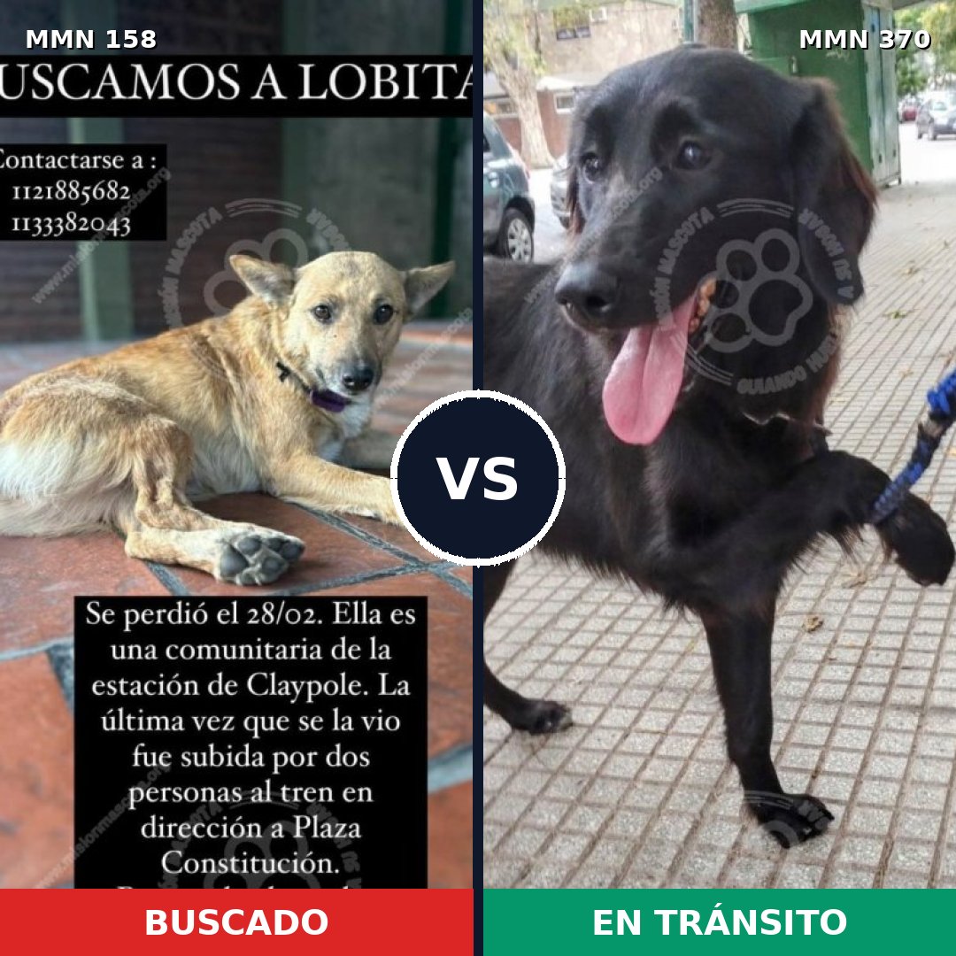 Comparativa MMS 3729: mascota perdida y mascota encontrada, 51% de similitud