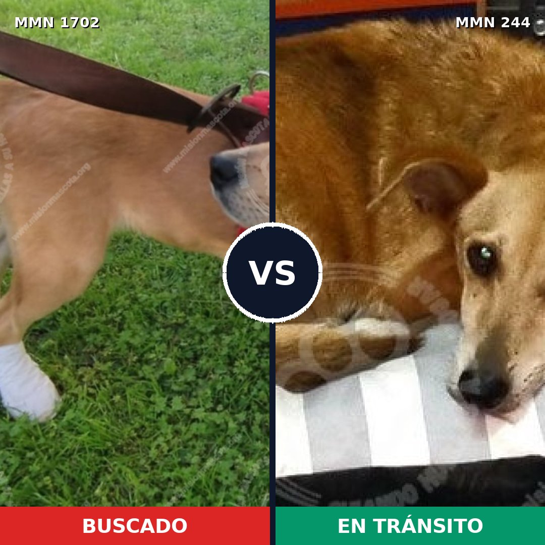 Comparativa MMS 37297: mascota perdida y mascota encontrada, 65% de similitud