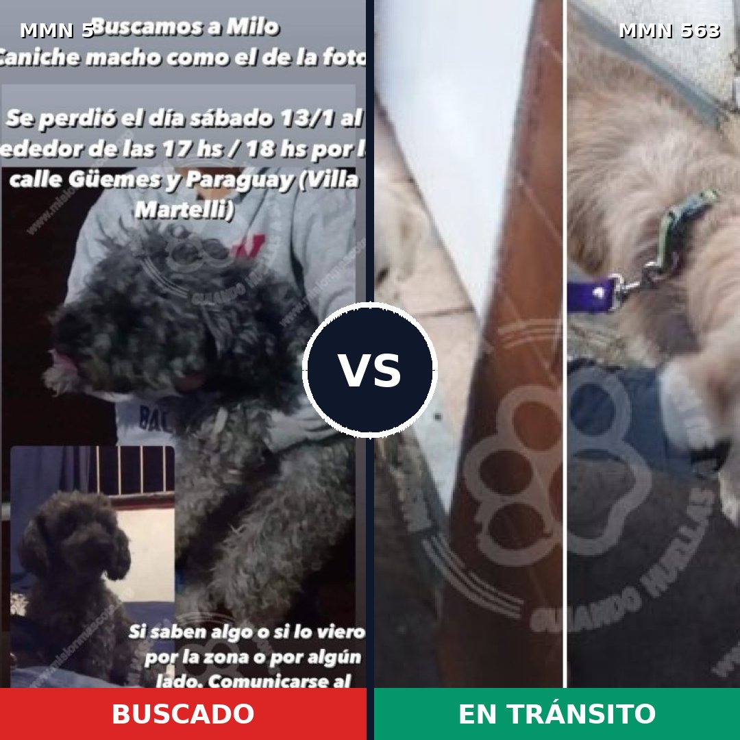 Comparativa MMS 373: mascota perdida y mascota encontrada, 39% de similitud