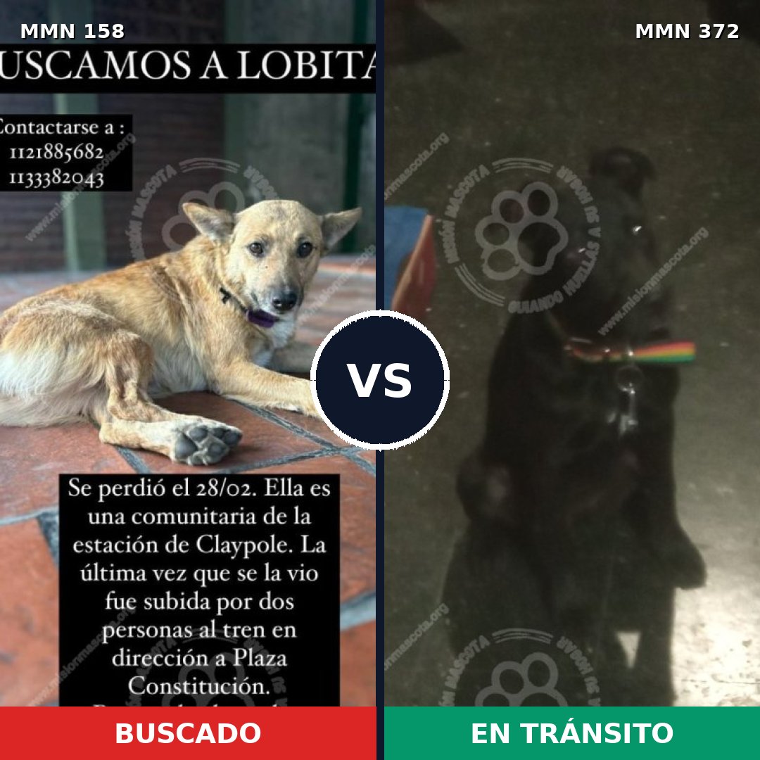 Comparativa MMS 3730: mascota perdida y mascota encontrada, 64% de similitud