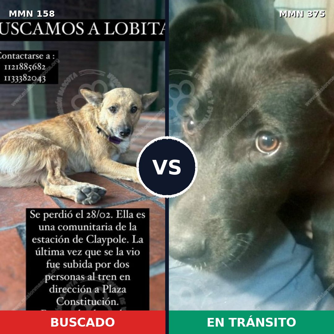 Comparativa MMS 3731: mascota perdida y mascota encontrada, 48% de similitud