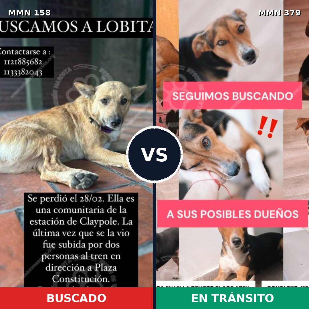 Comparativa MMS 3732: mascota perdida y mascota encontrada, 48% de similitud