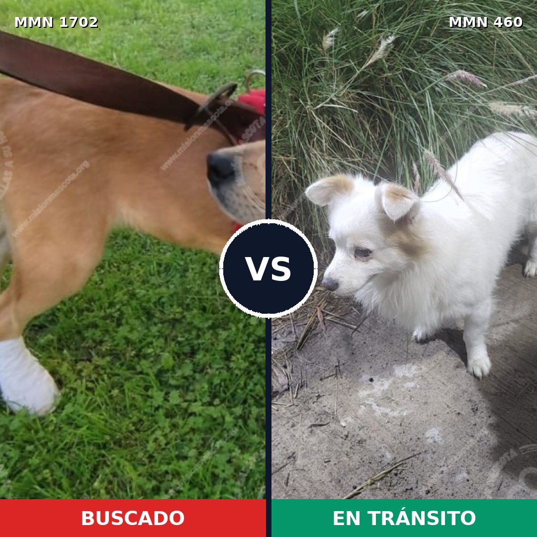 Comparativa MMS 37326: mascota perdida y mascota encontrada, 62% de similitud