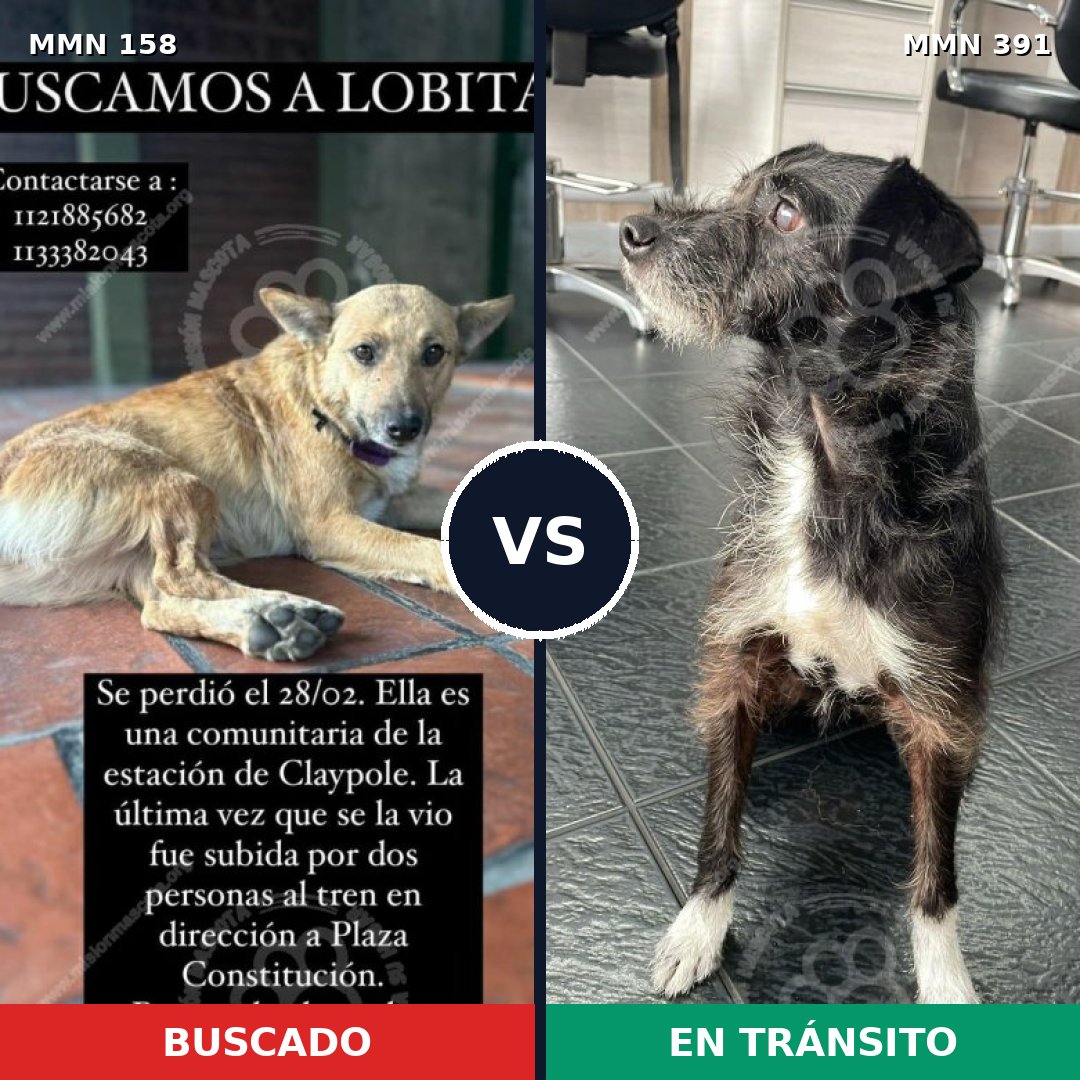 Comparativa MMS 3733: mascota perdida y mascota encontrada, 68% de similitud