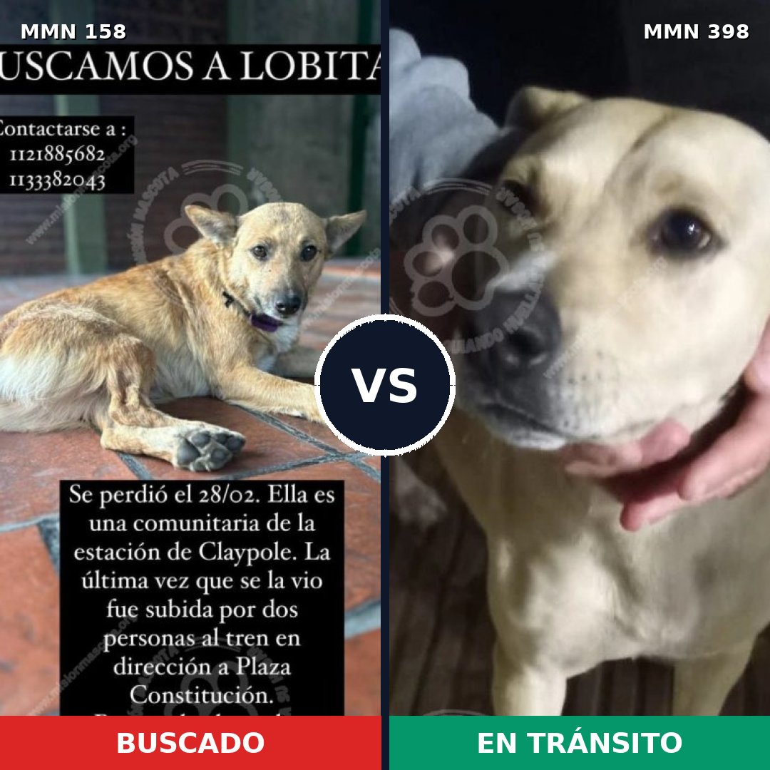 Comparativa MMS 3734: mascota perdida y mascota encontrada, 68% de similitud