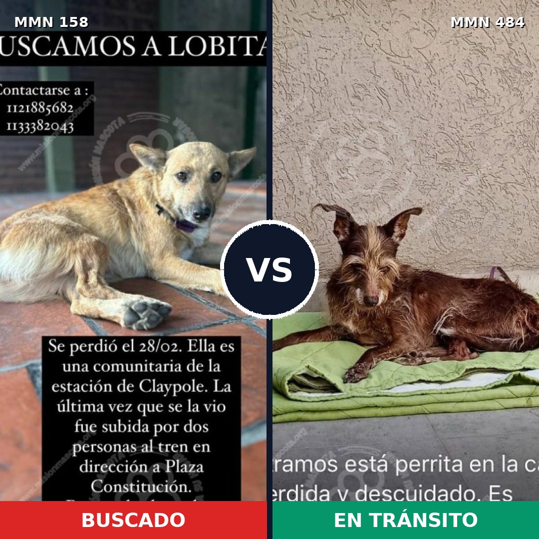 Comparativa MMS 3736: mascota perdida y mascota encontrada, 62% de similitud
