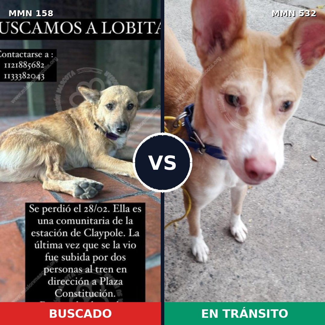 Comparativa MMS 3739: mascota perdida y mascota encontrada, 69% de similitud