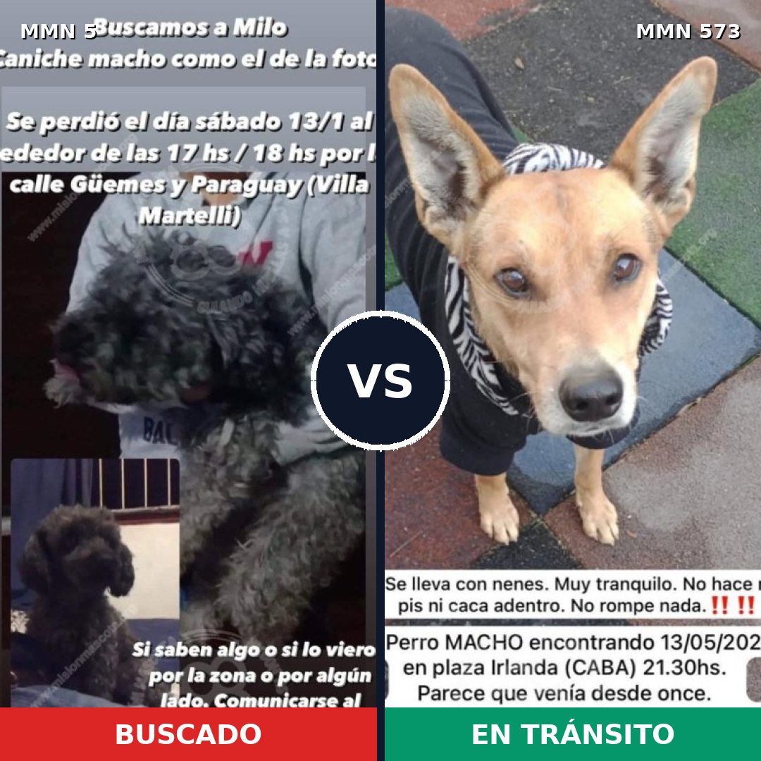 Comparativa MMS 374: mascota perdida y mascota encontrada, 40% de similitud
