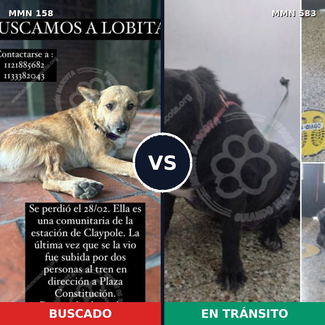 Comparativa MMS 3740: mascota perdida y mascota encontrada, 66% de similitud