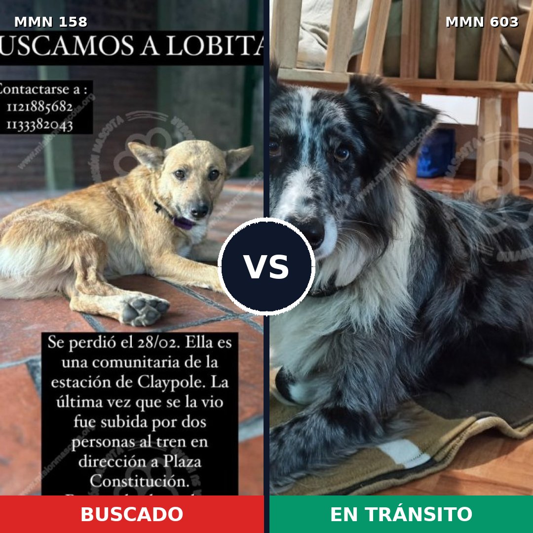 Comparativa MMS 3741: mascota perdida y mascota encontrada, 5% de similitud