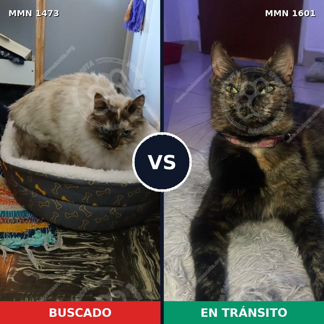 Comparativa MMS 37417: mascota perdida y mascota encontrada, 57% de similitud