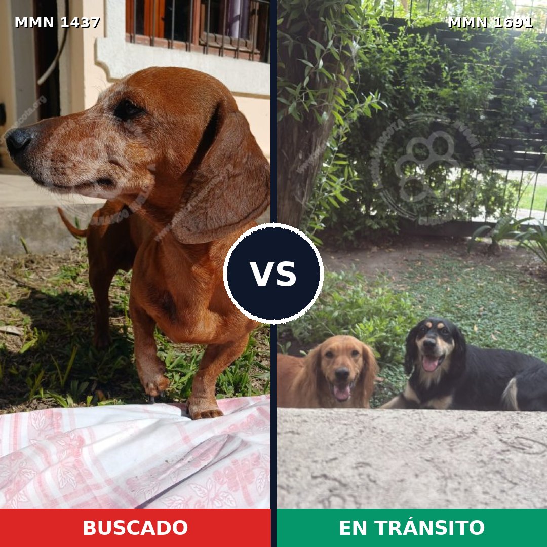 Comparativa MMS 37419: mascota perdida y mascota encontrada, 32% de similitud