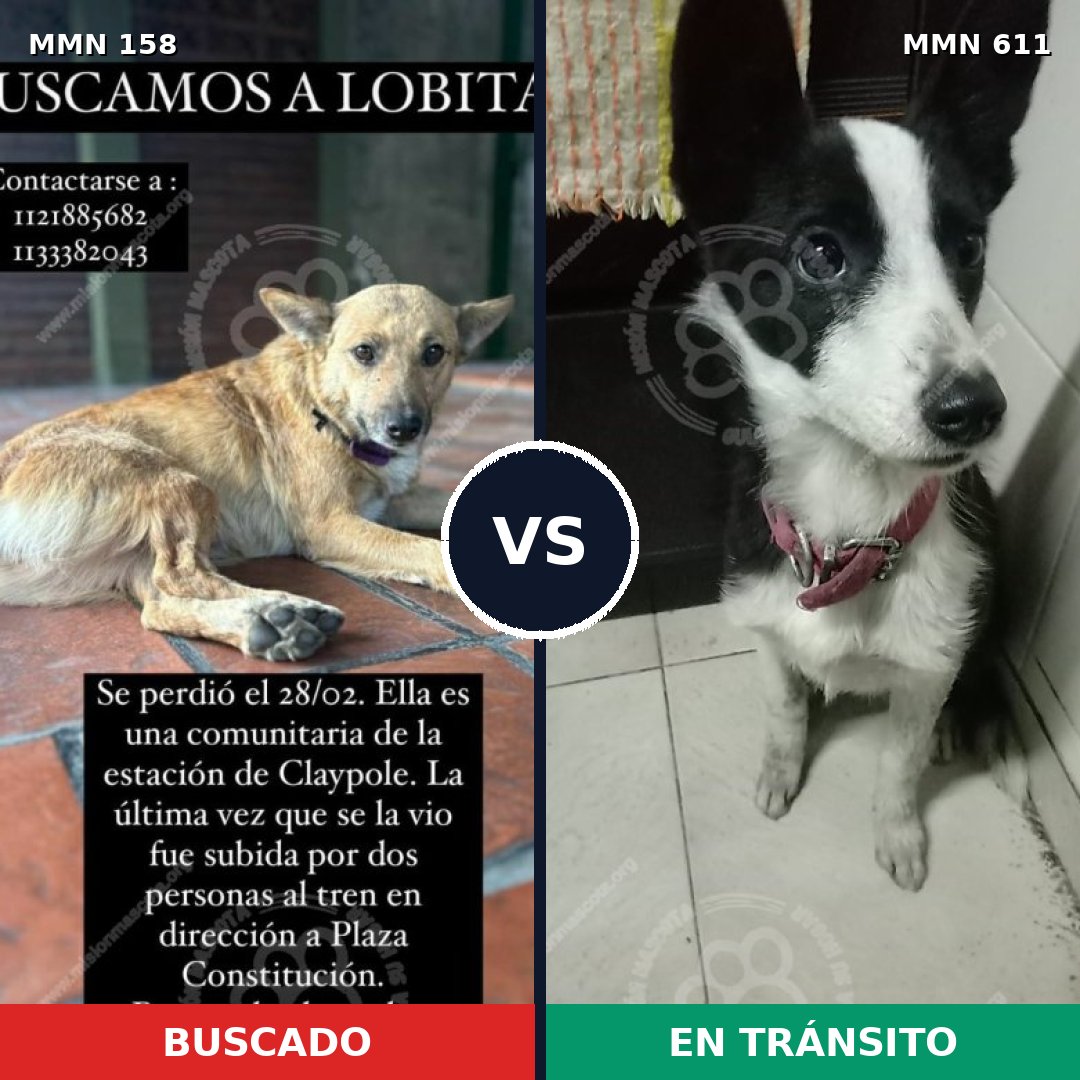 Comparativa MMS 3742: mascota perdida y mascota encontrada, 67% de similitud