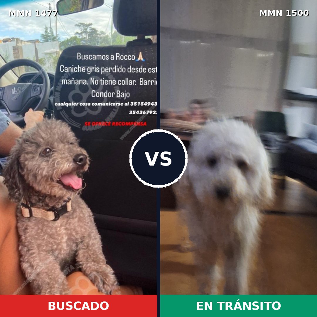 Comparativa MMS 37421: mascota perdida y mascota encontrada, 37% de similitud