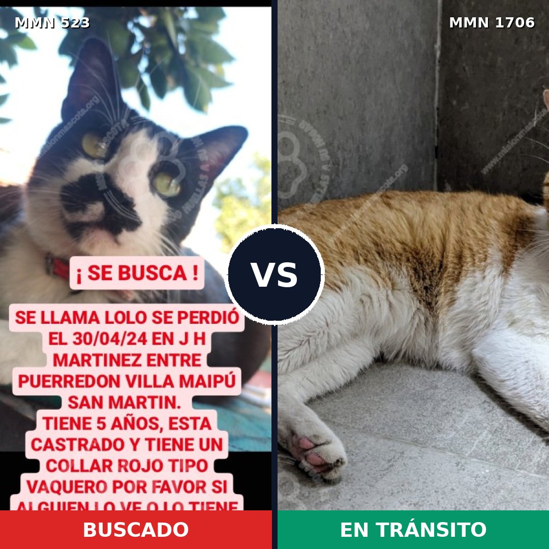Comparativa MMS 37426: mascota perdida y mascota encontrada, 55% de similitud