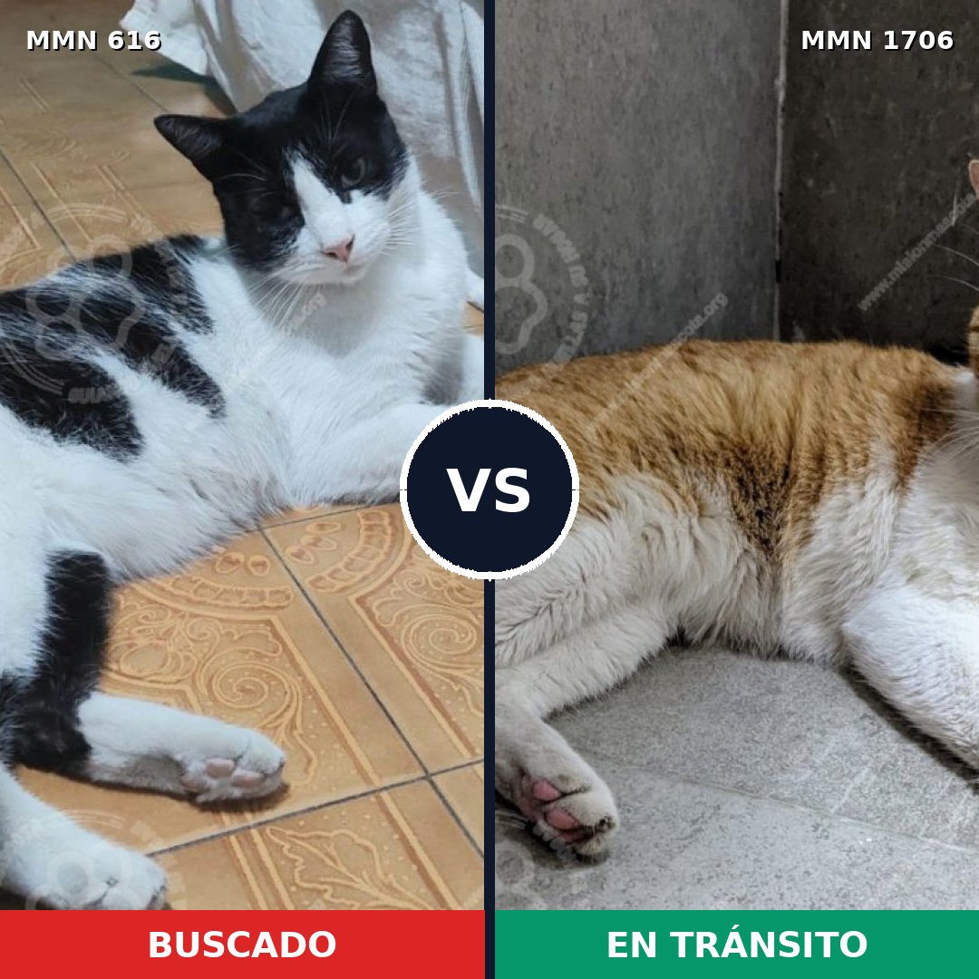 Comparativa MMS 37428: mascota perdida y mascota encontrada, 62% de similitud