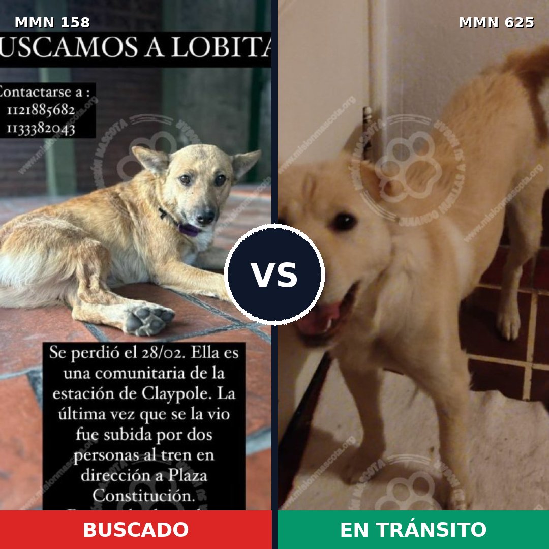 Comparativa MMS 3743: mascota perdida y mascota encontrada, 75% de similitud
