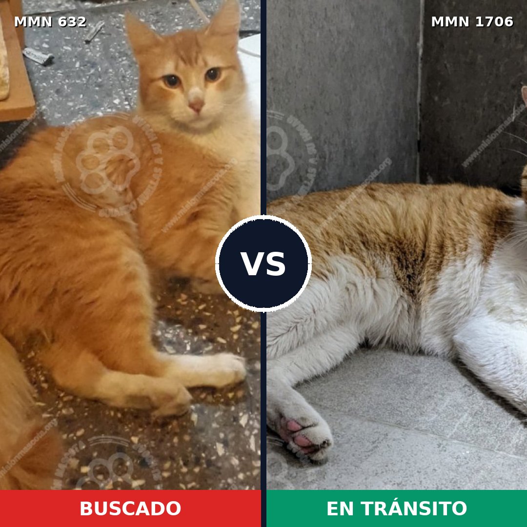 Comparativa MMS 37430: mascota perdida y mascota encontrada, 67% de similitud