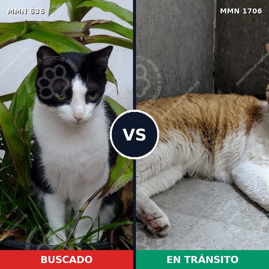 Comparativa MMS 37431: mascota perdida y mascota encontrada, 66% de similitud