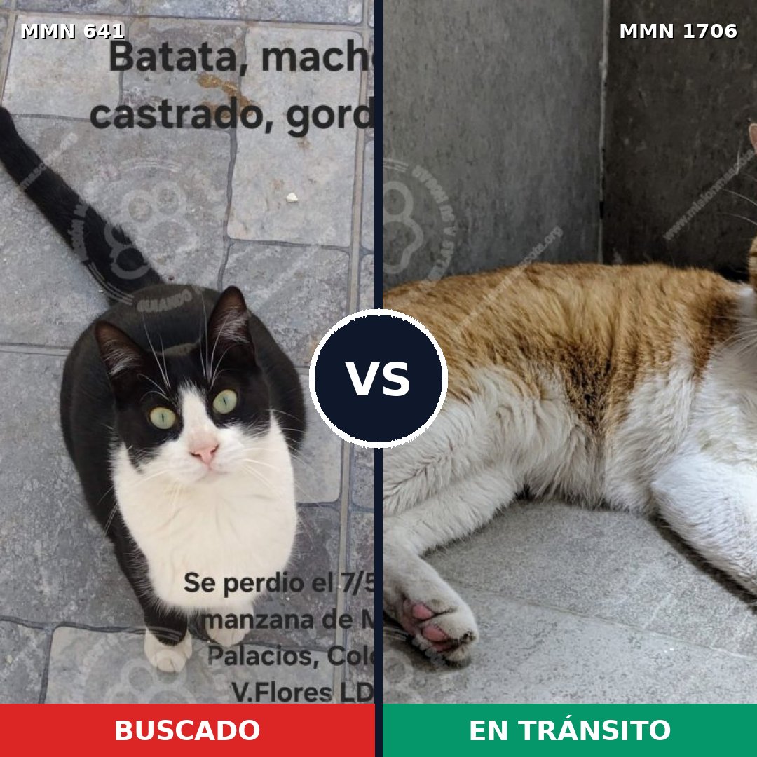 Comparativa MMS 37432: mascota perdida y mascota encontrada, 68% de similitud