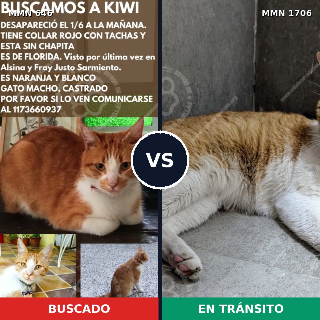 Comparativa MMS 37434: mascota perdida y mascota encontrada, 67% de similitud
