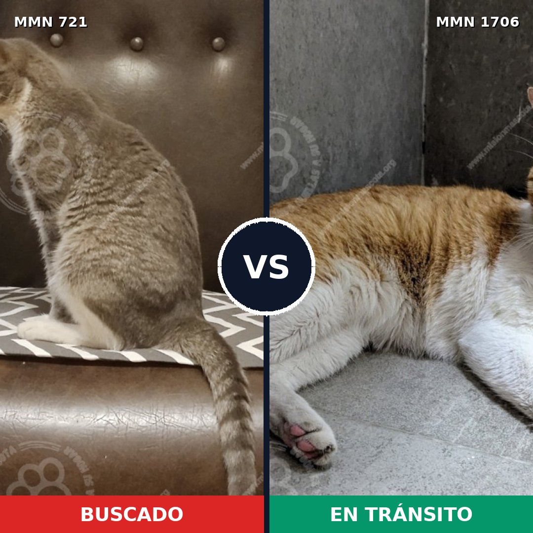 Comparativa MMS 37437: mascota perdida y mascota encontrada, 70% de similitud