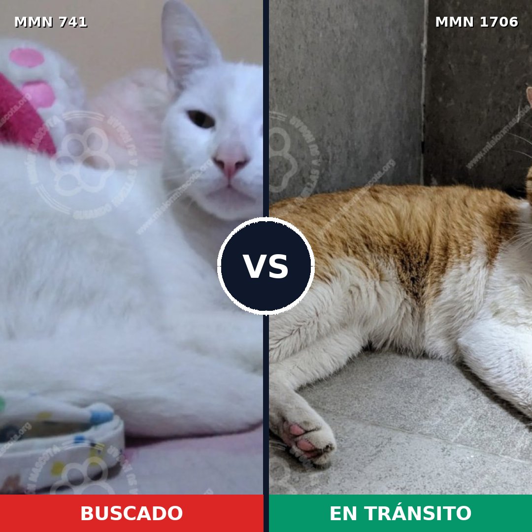 Comparativa MMS 37439: mascota perdida y mascota encontrada, 67% de similitud