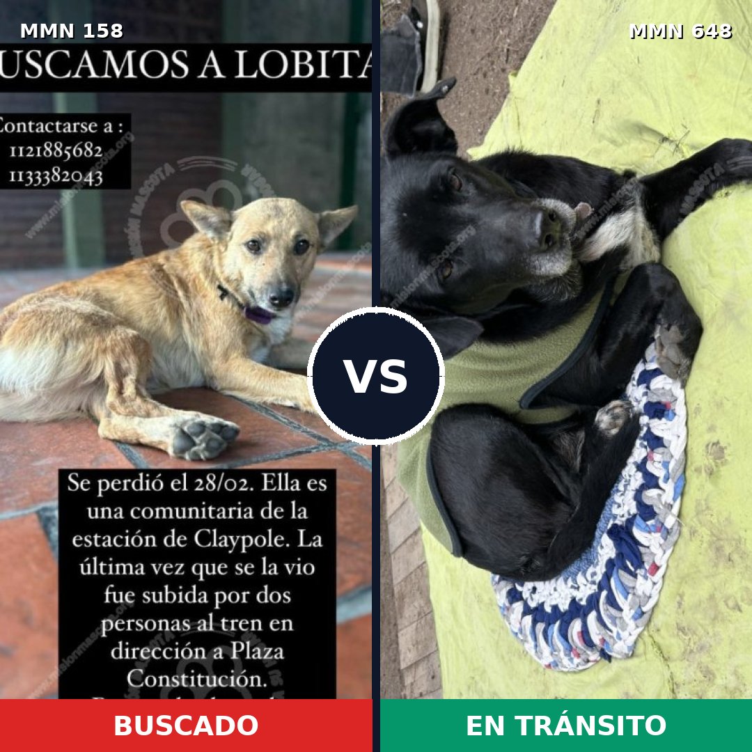 Comparativa MMS 3744: mascota perdida y mascota encontrada, 68% de similitud