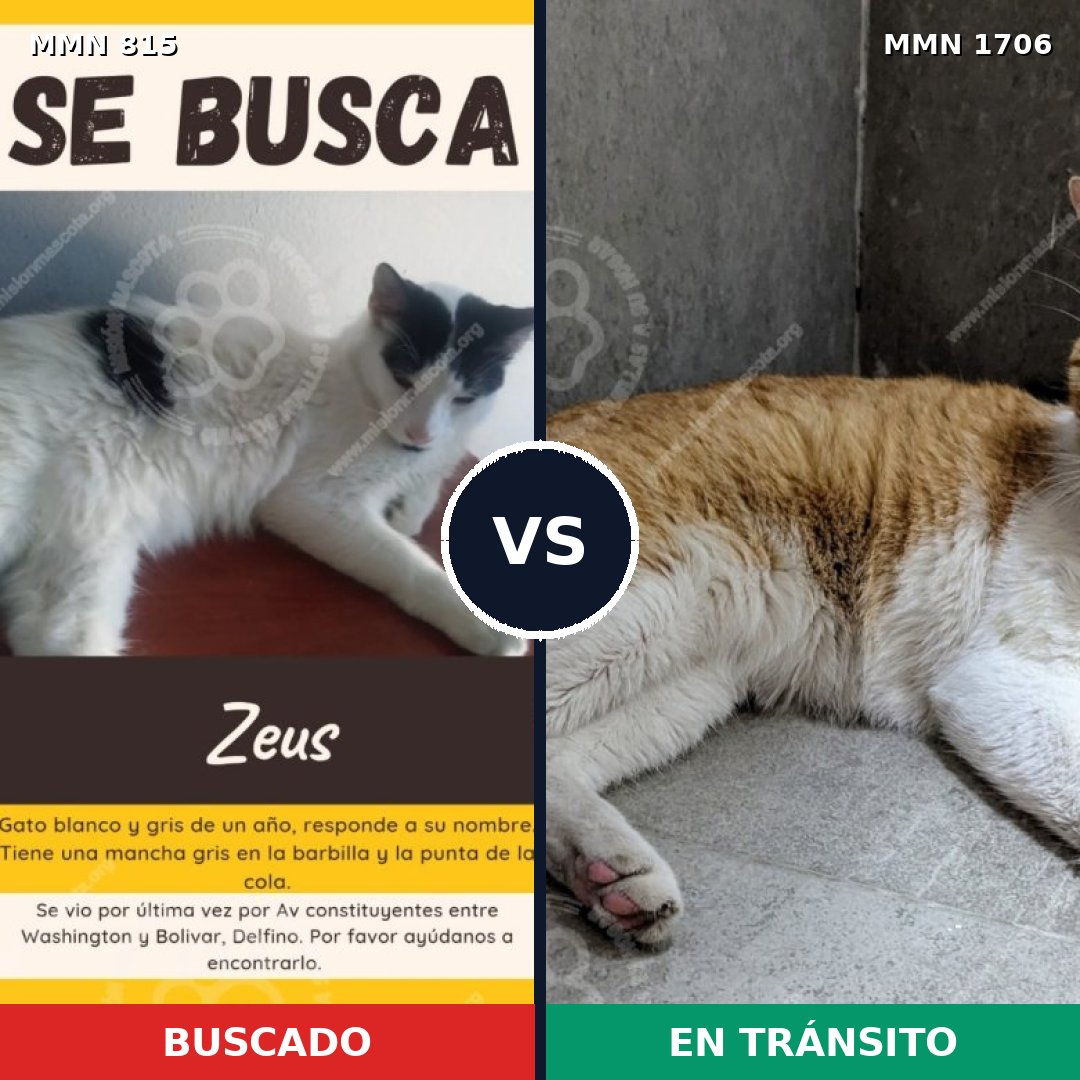 Comparativa MMS 37445: mascota perdida y mascota encontrada, 68% de similitud