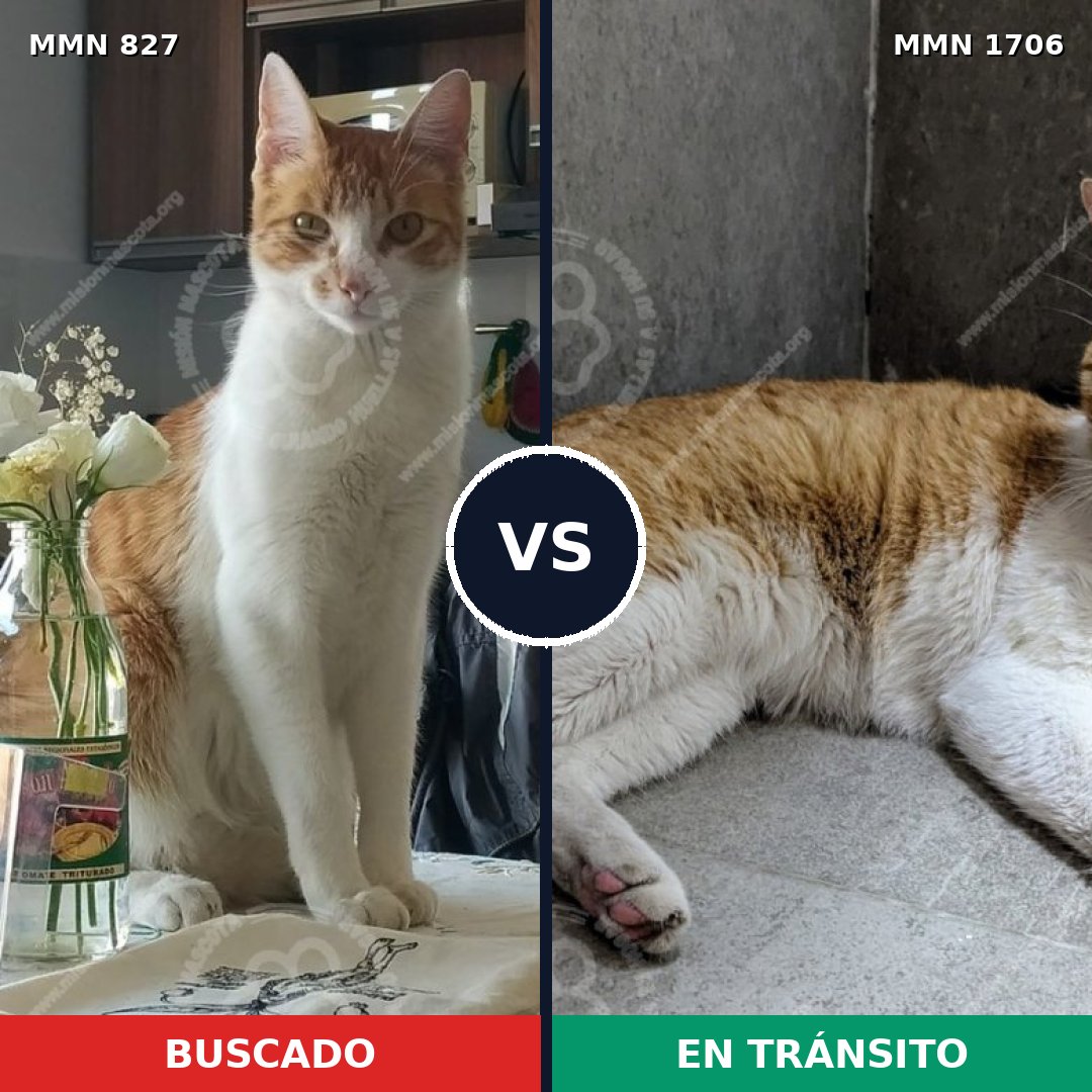 Comparativa MMS 37446: mascota perdida y mascota encontrada, 54% de similitud