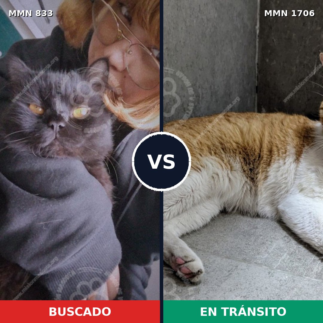 Comparativa MMS 37447: mascota perdida y mascota encontrada, 61% de similitud