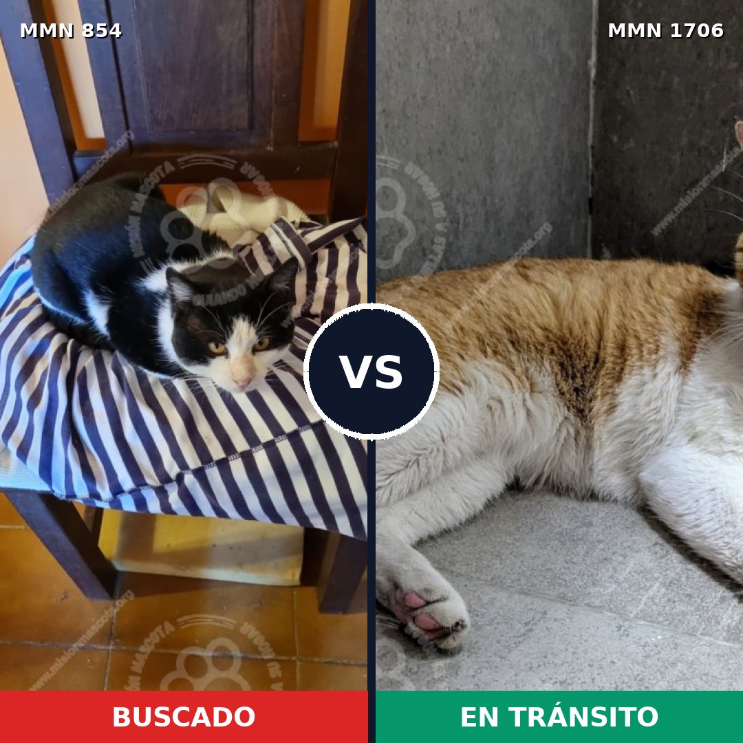 Comparativa MMS 37448: mascota perdida y mascota encontrada, 72% de similitud