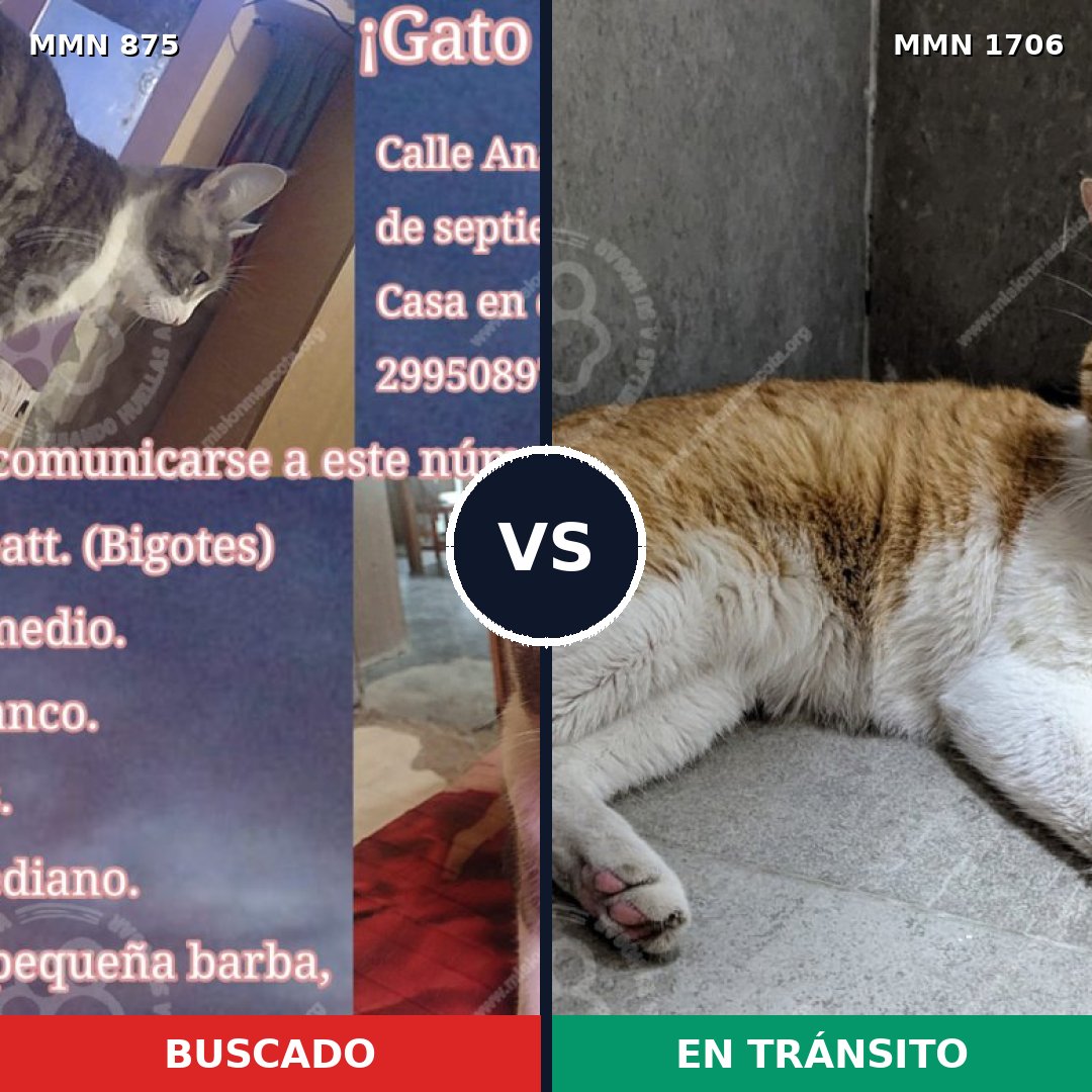 Comparativa MMS 37449: mascota perdida y mascota encontrada, 64% de similitud