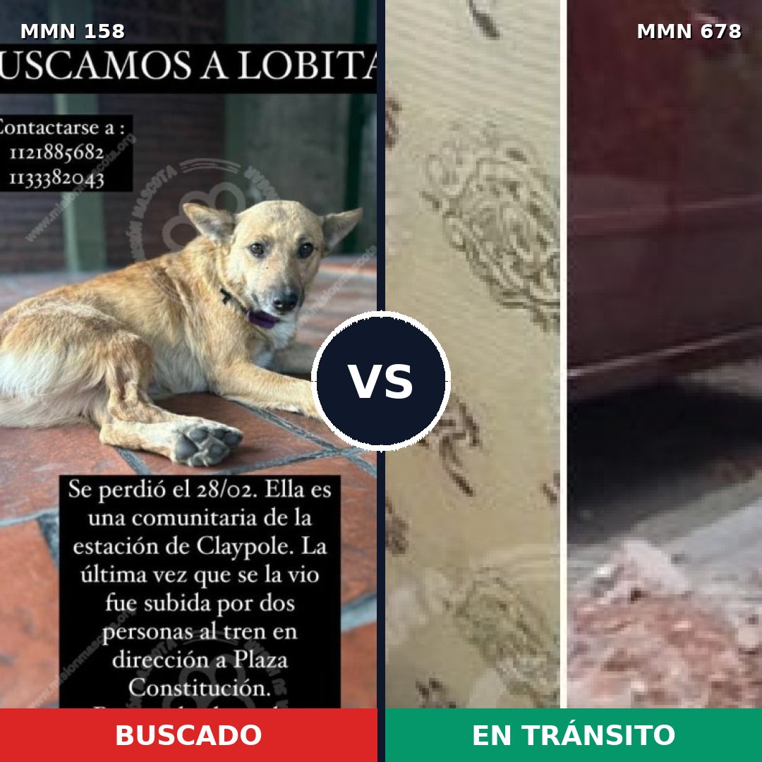 Comparativa MMS 3745: mascota perdida y mascota encontrada, 57% de similitud