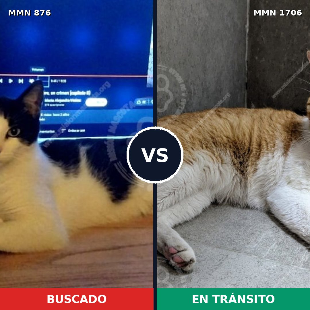 Comparativa MMS 37450: mascota perdida y mascota encontrada, 66% de similitud
