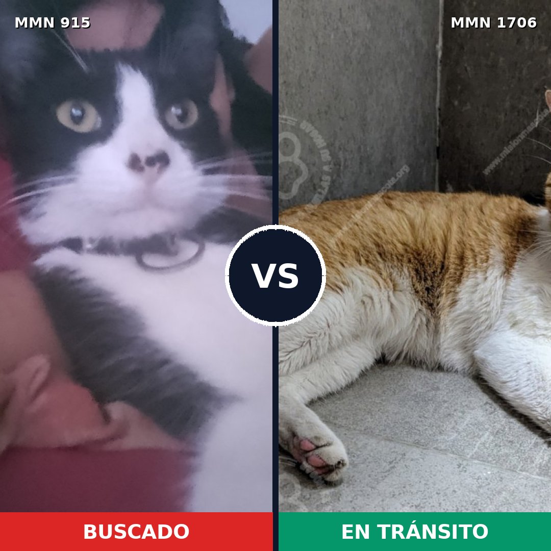 Comparativa MMS 37452: mascota perdida y mascota encontrada, 69% de similitud
