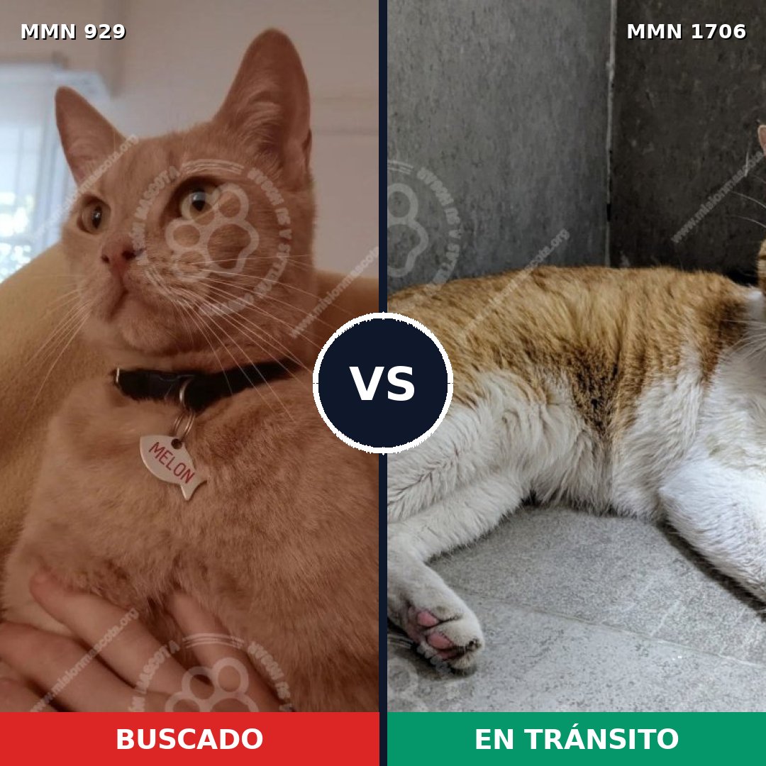 Comparativa MMS 37454: mascota perdida y mascota encontrada, 76% de similitud