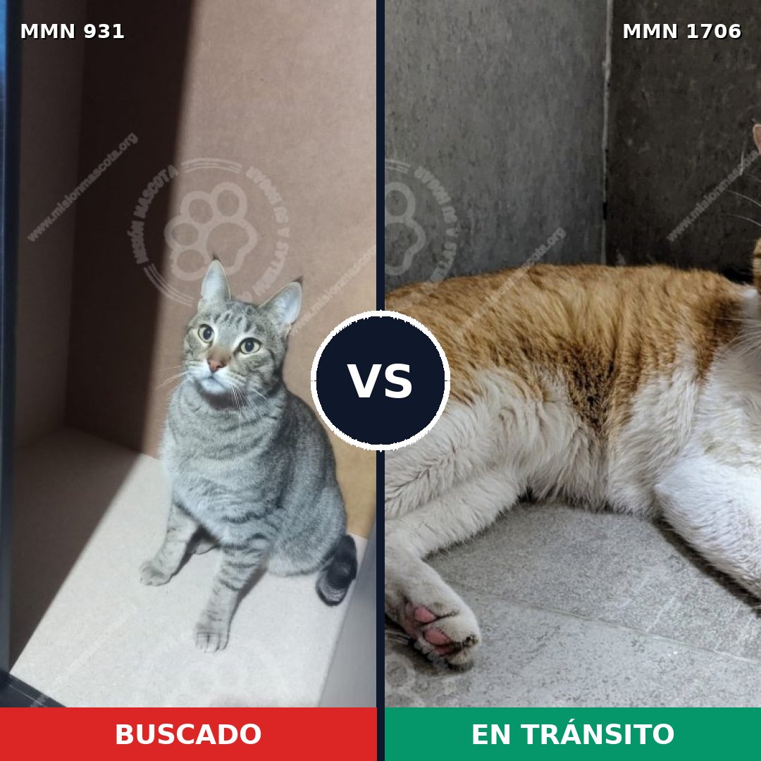 Comparativa MMS 37455: mascota perdida y mascota encontrada, 66% de similitud