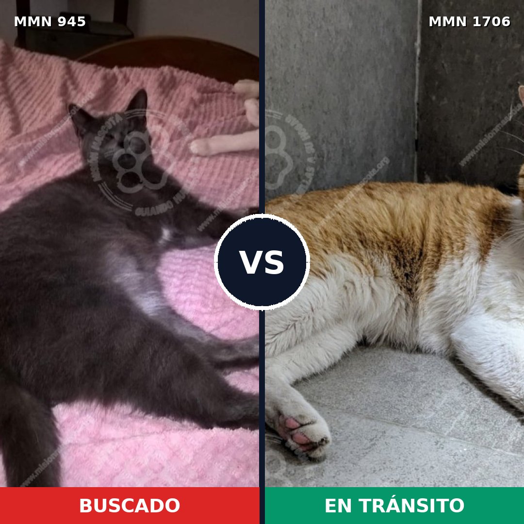 Comparativa MMS 37456: mascota perdida y mascota encontrada, 73% de similitud