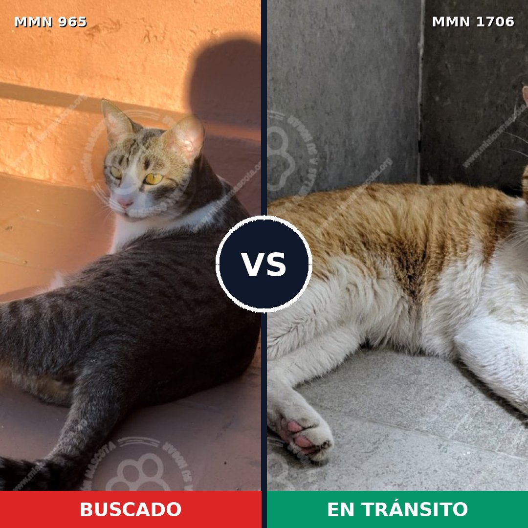 Comparativa MMS 37458: mascota perdida y mascota encontrada, 76% de similitud