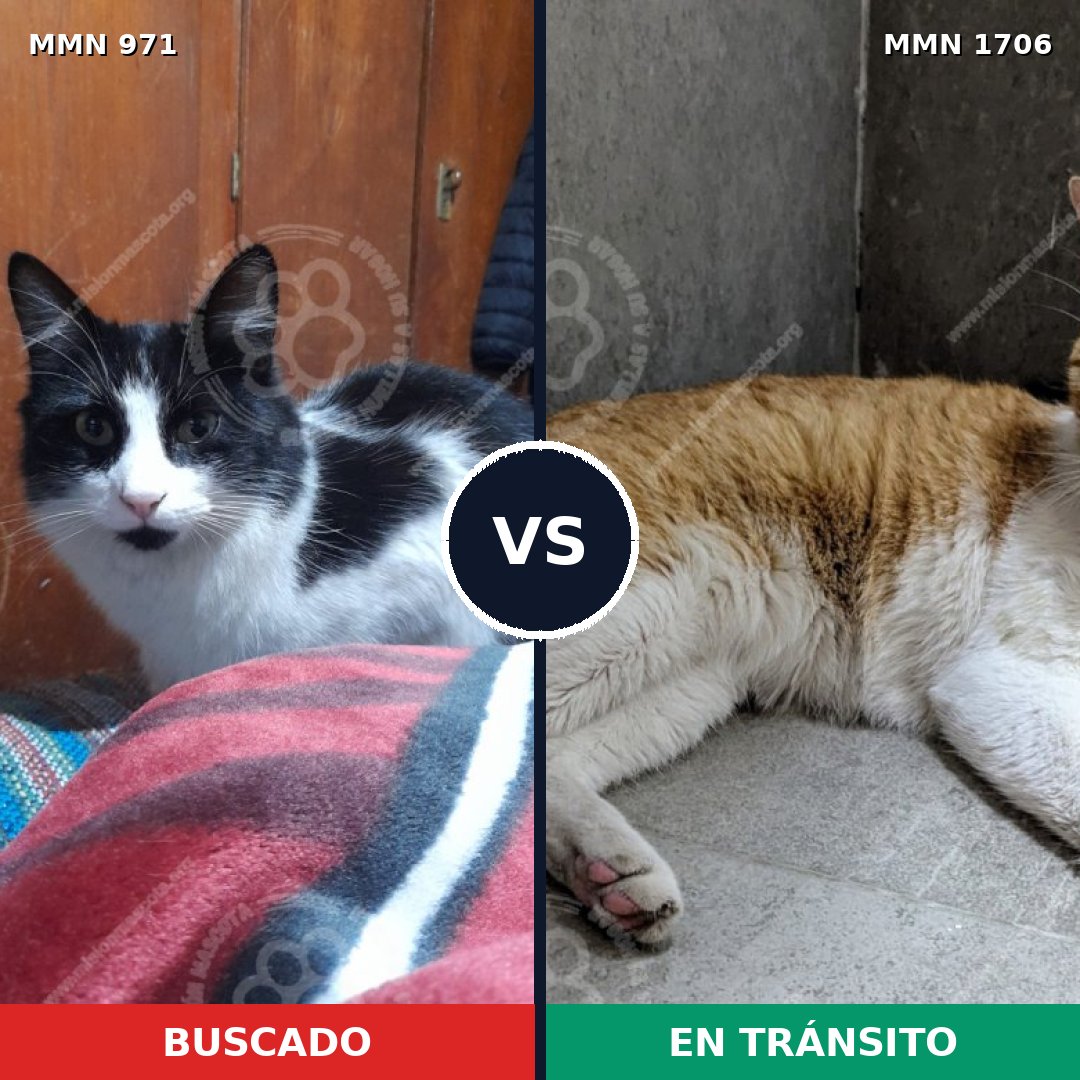 Comparativa MMS 37459: mascota perdida y mascota encontrada, 76% de similitud
