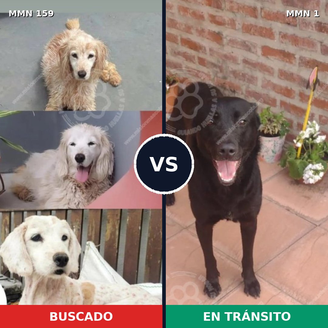 Comparativa MMS 3746: mascota perdida y mascota encontrada, 47% de similitud