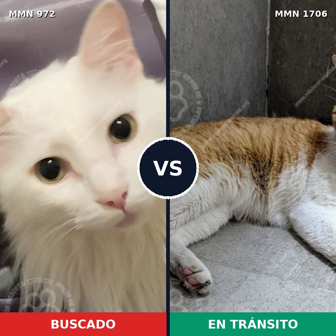 Comparativa MMS 37460: mascota perdida y mascota encontrada, 68% de similitud