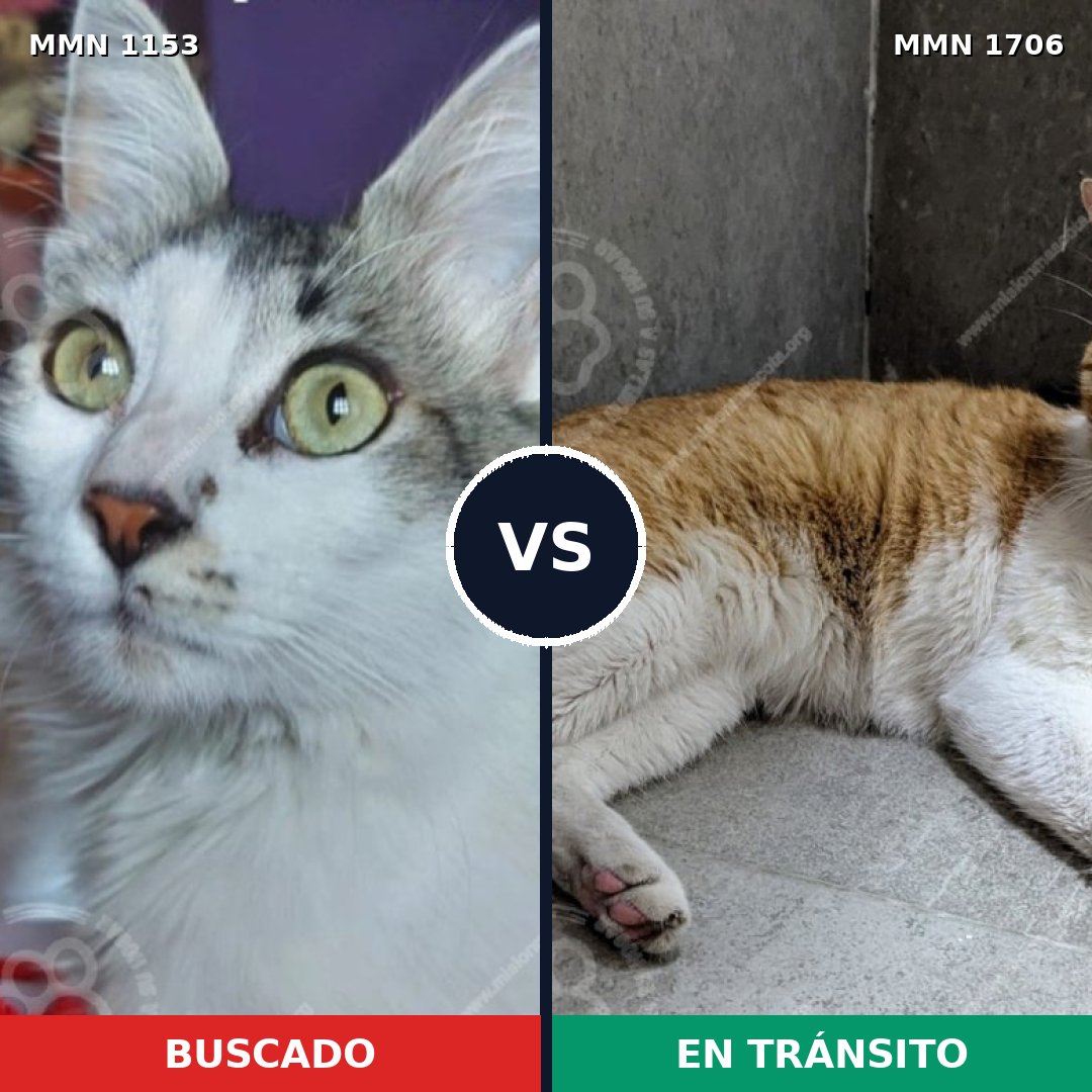 Comparativa MMS 37462: mascota perdida y mascota encontrada, 52% de similitud