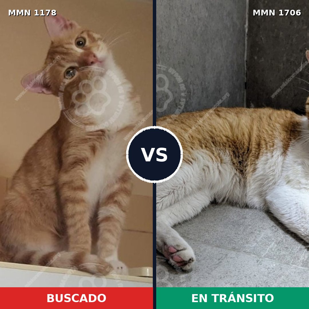 Comparativa MMS 37463: mascota perdida y mascota encontrada, 61% de similitud