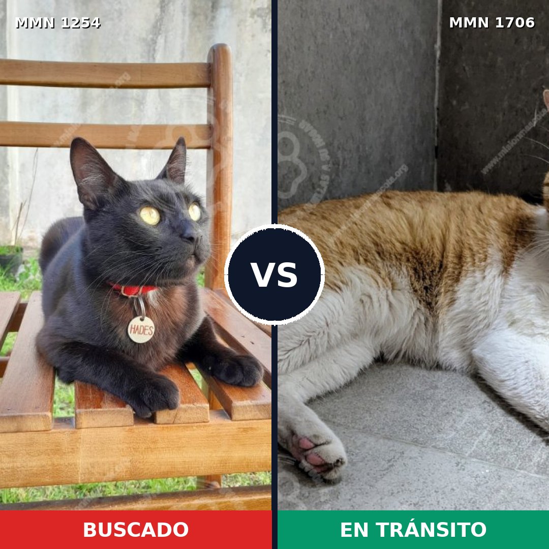 Comparativa MMS 37466: mascota perdida y mascota encontrada, 49% de similitud