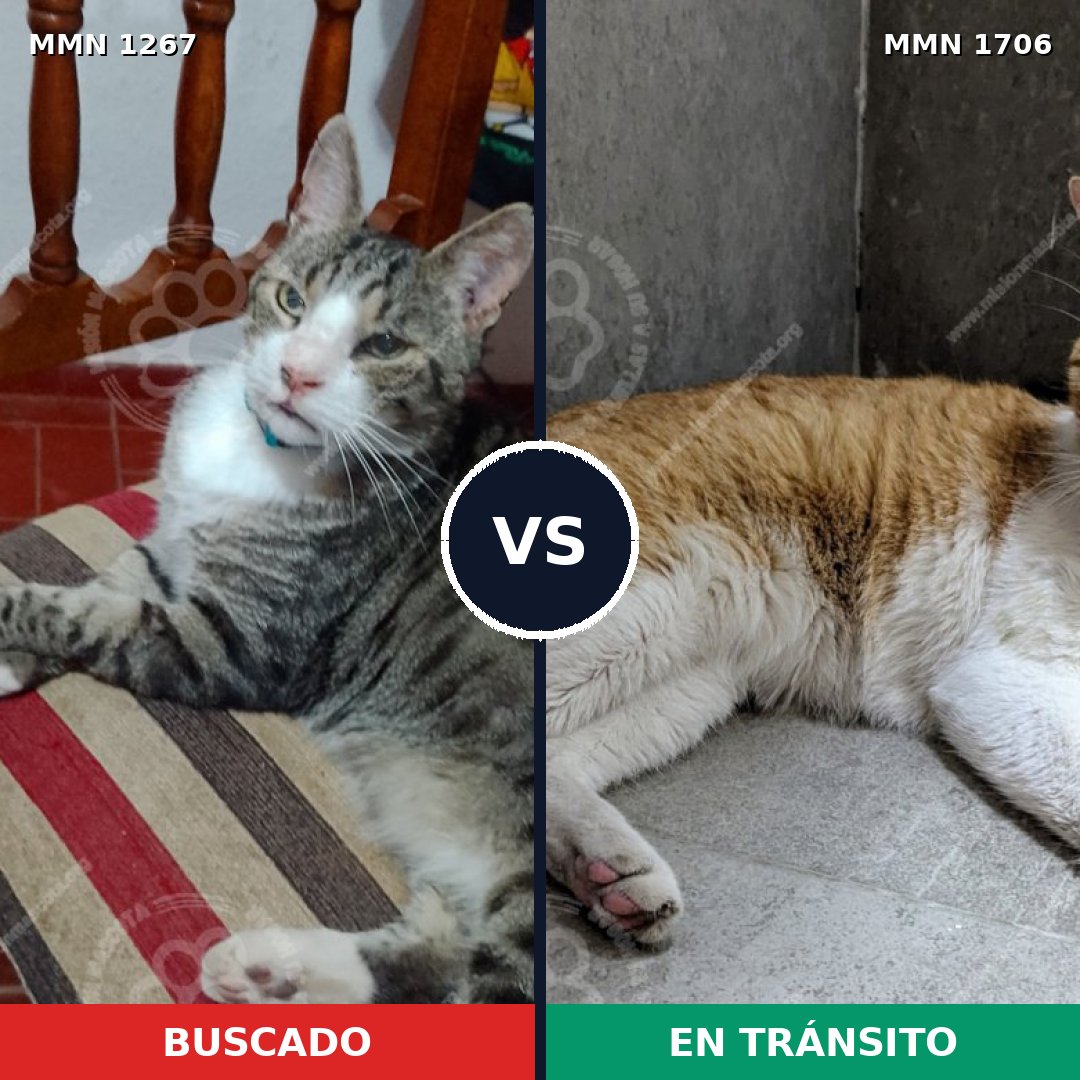 Comparativa MMS 37467: mascota perdida y mascota encontrada, 46% de similitud