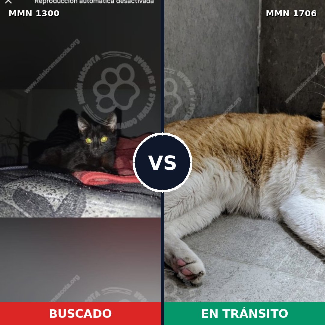 Comparativa MMS 37468: mascota perdida y mascota encontrada, 41% de similitud