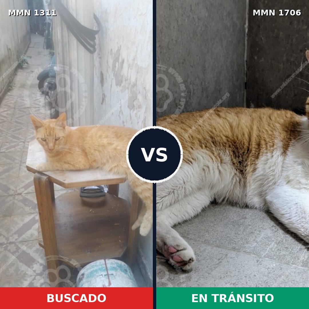 Comparativa MMS 37469: mascota perdida y mascota encontrada, 57% de similitud
